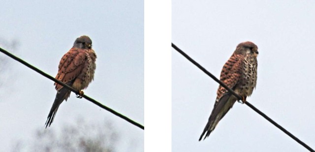 IMG_0840 - Kopie.jpg